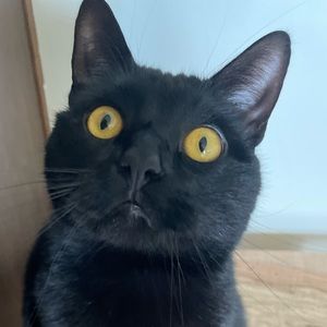 Meet your Posher, Faith